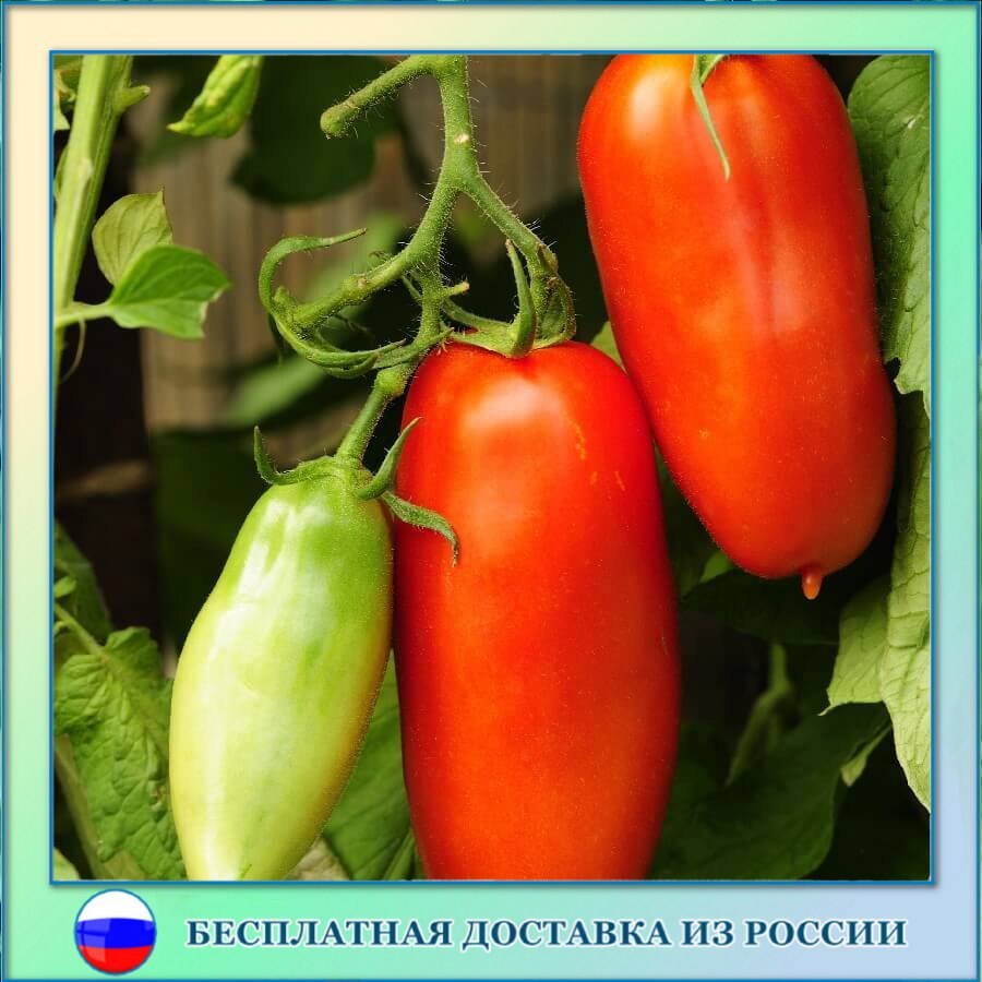 Томат Перцевидный гигант семена 10 шт.