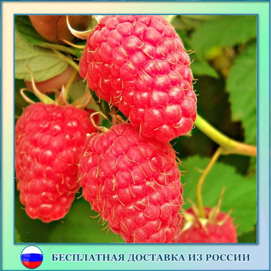 

Малина красная крупная Маросейка семена 50 ШТ