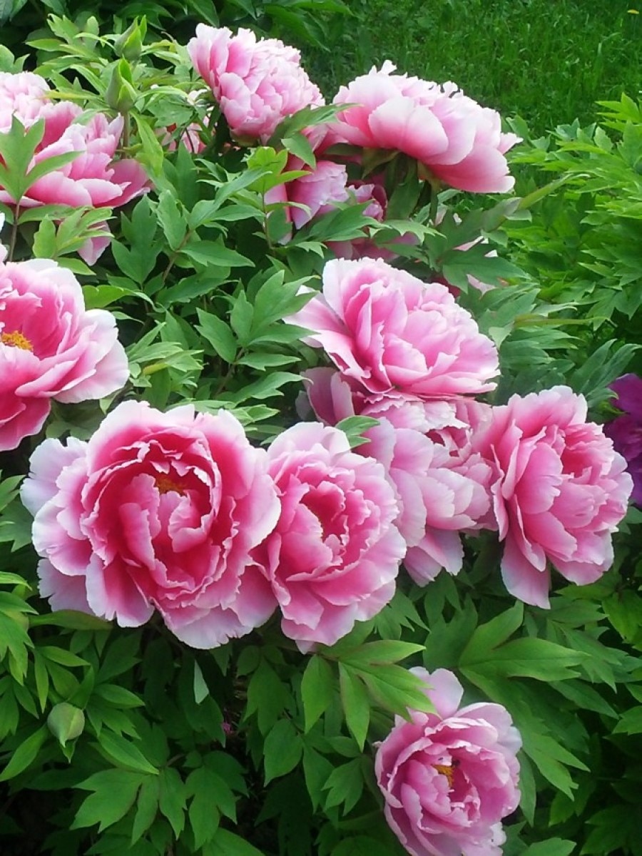 

Семена Пион древовидный микс цветов (Paeonia suffruticosa), 5 штук