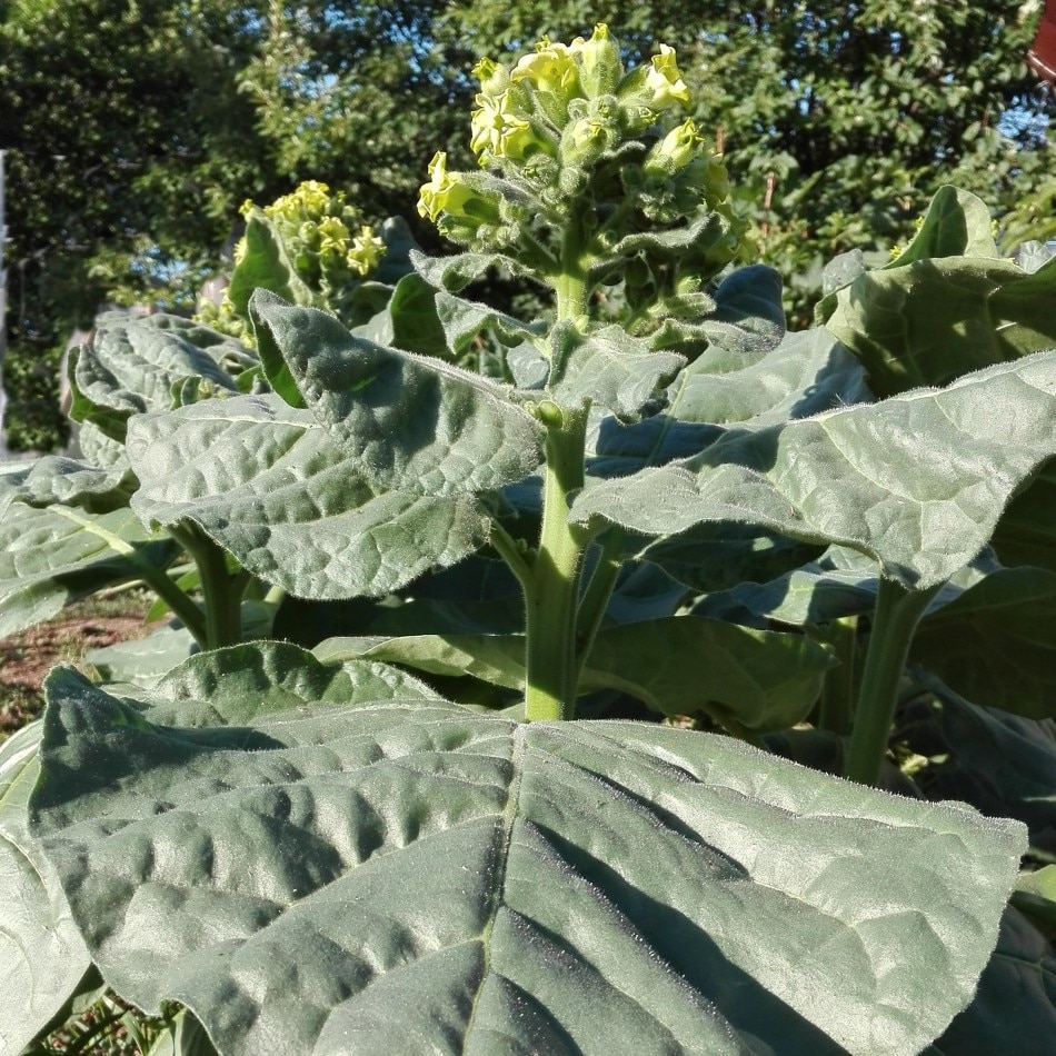 

Табак Махорка высокорослая зеленая семена 300 шт.