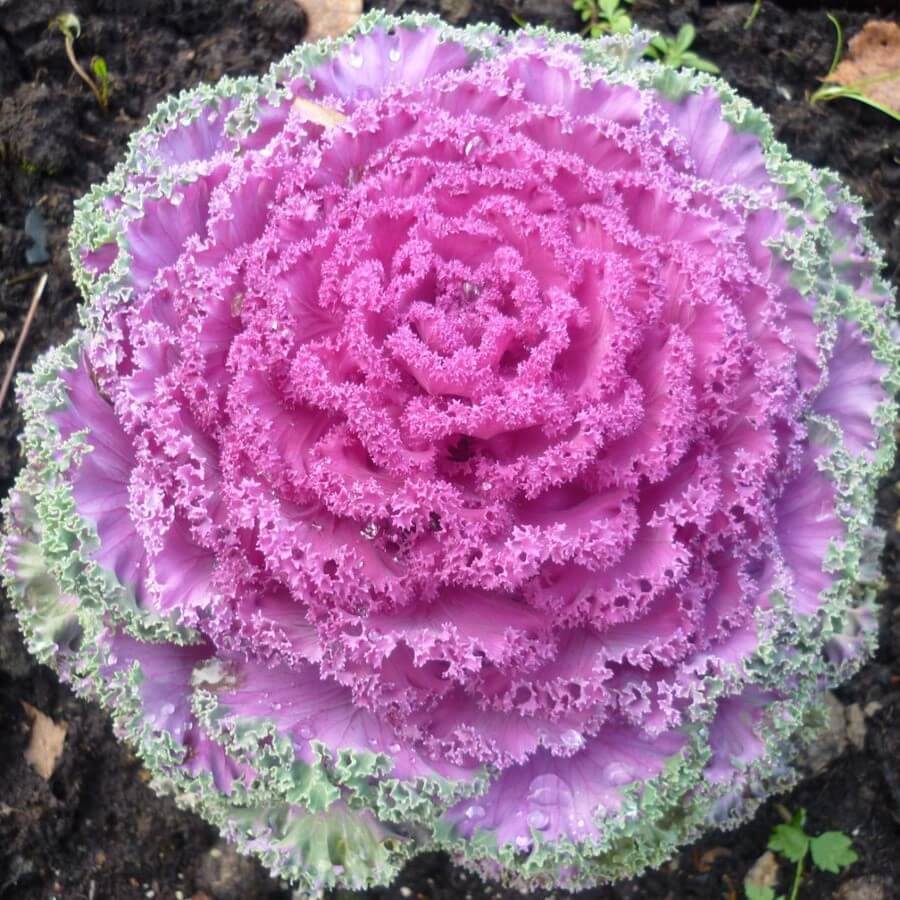 

Семена Капуста декоративная Перламутр 30 ШТ