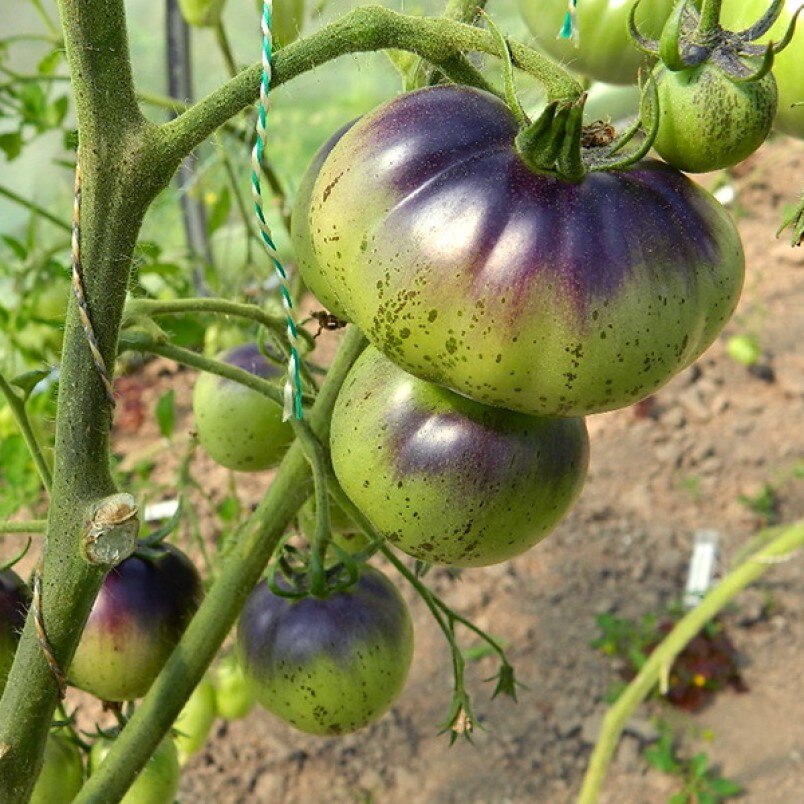 

Семена Томат Темная галактика 10 ШТ