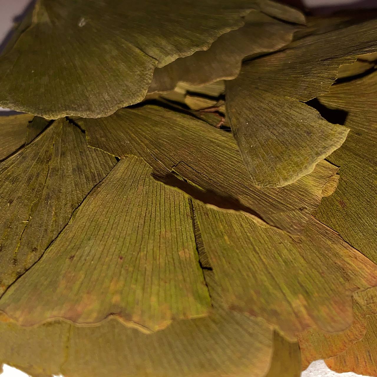 

Китайское растение Гинкго Билоба, Фуцзянь, россыпь, высушенное, натуральное