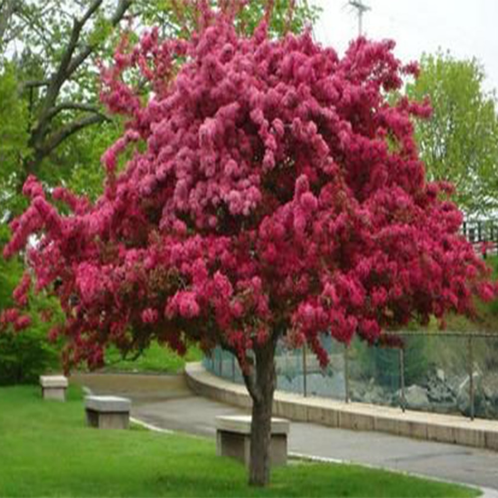 

Семена Яблоня Red Royalty 15 ШТ