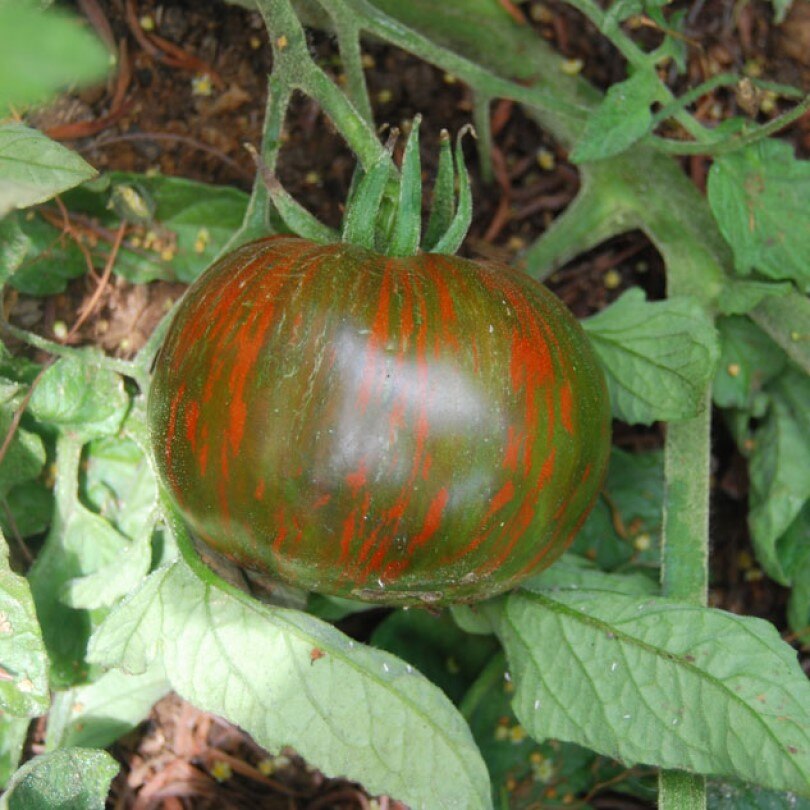 

Семена томата Черная полосатая зебра Орешка 10 шт