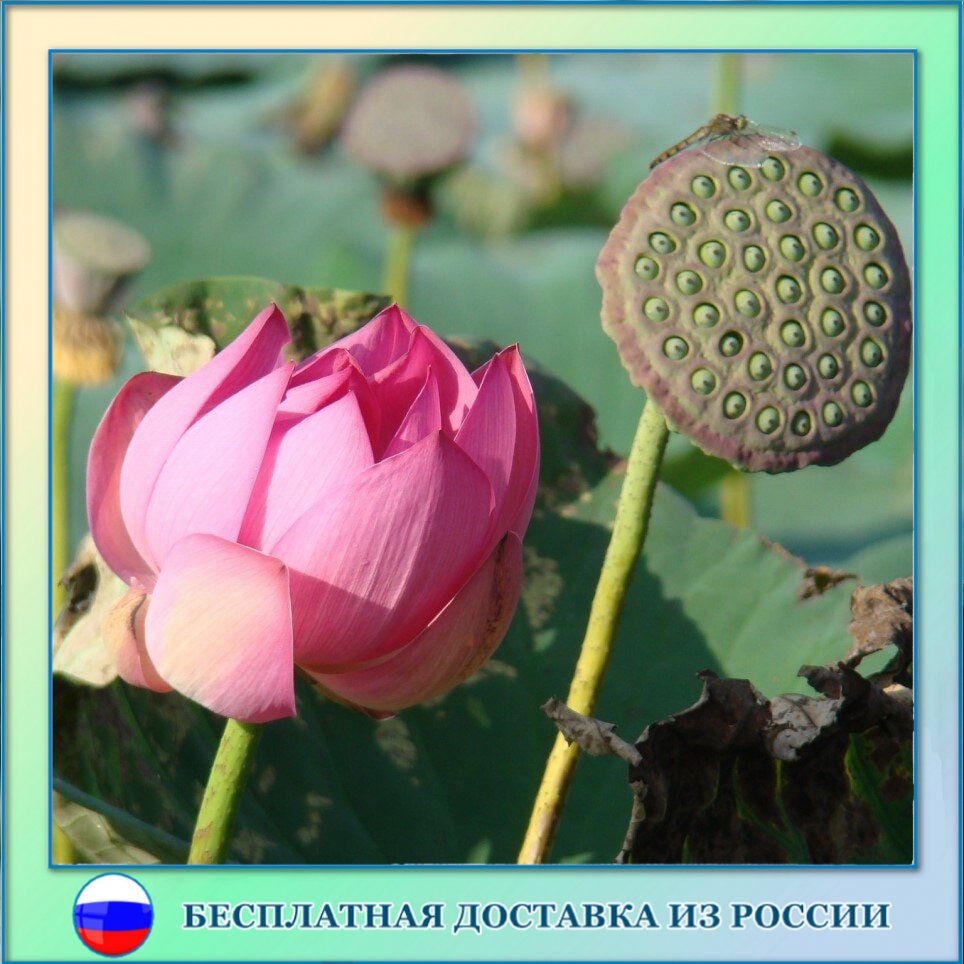 

Лотос орехоносный семена 5 ШТ