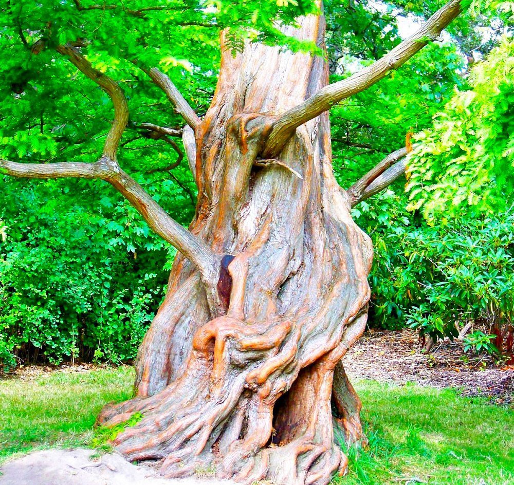 

Метасеквойя глиптостробусовая СЕМЕНА (50 шт) Семена деревьев и кустарников