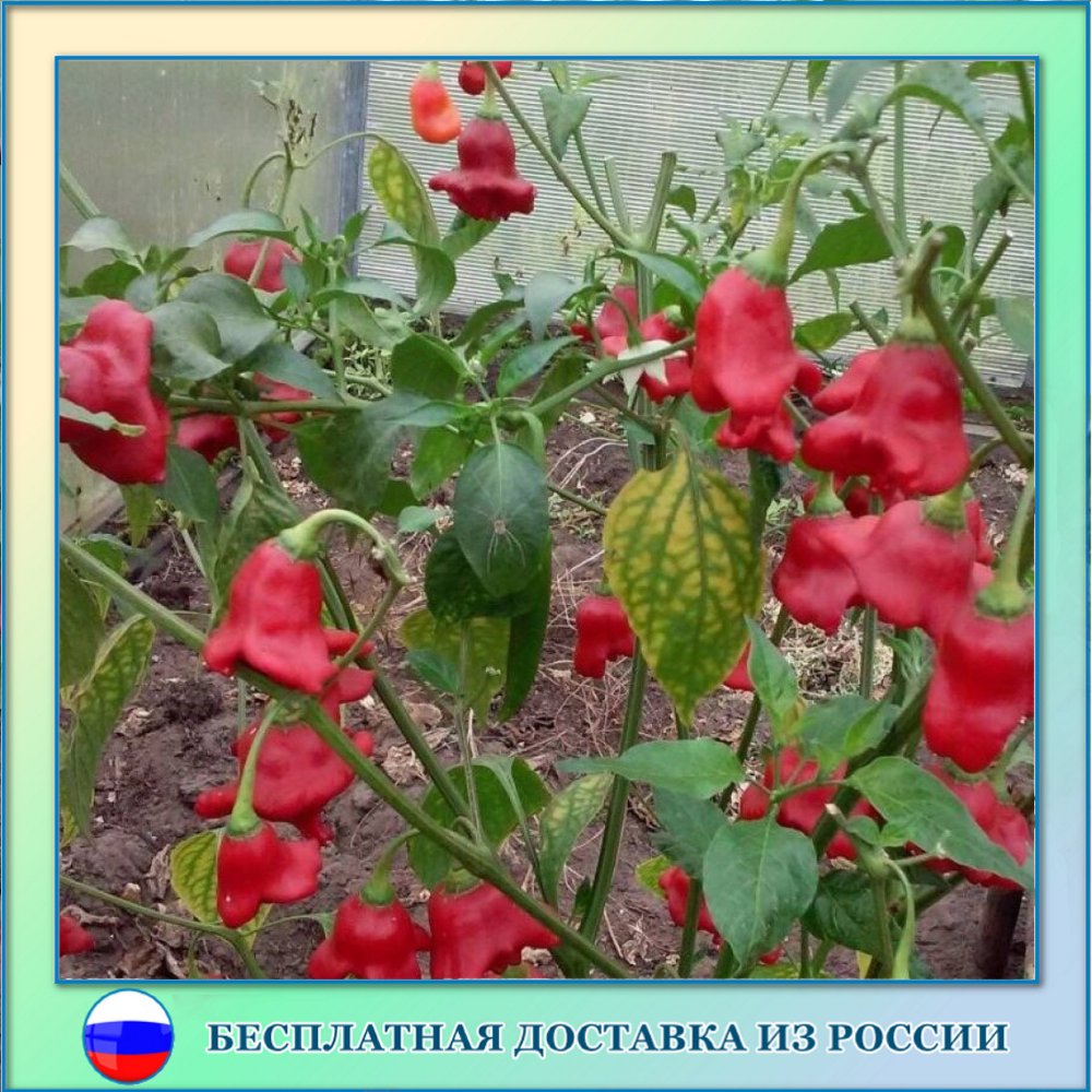 

Перец острый Колокольчик красный семена 5 шт.