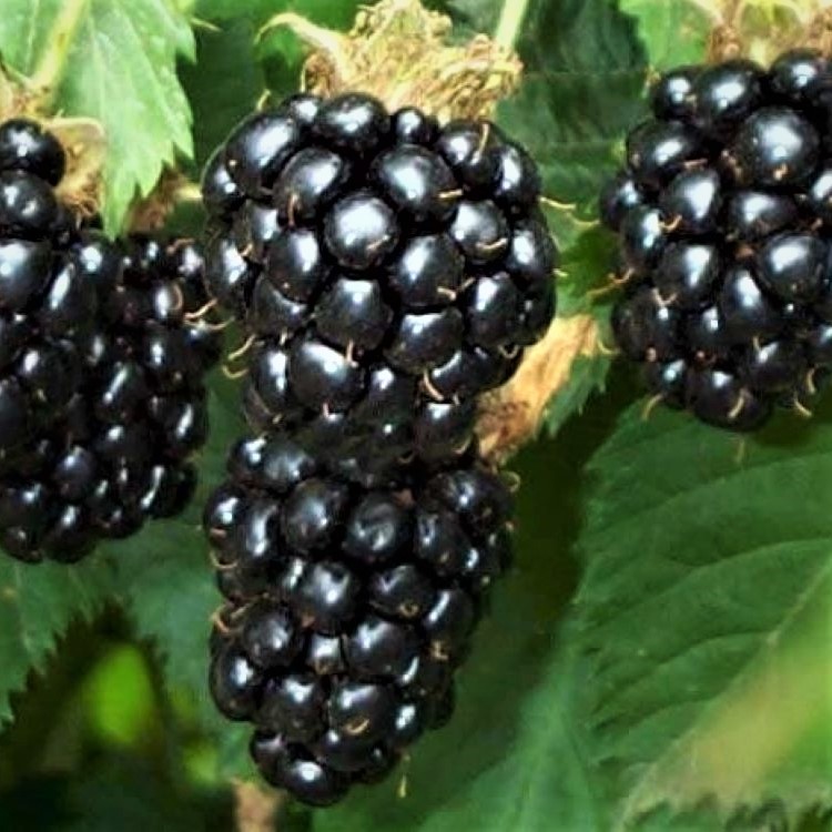 

Семена Ежевика дикая гималайская Орешка 50 шт