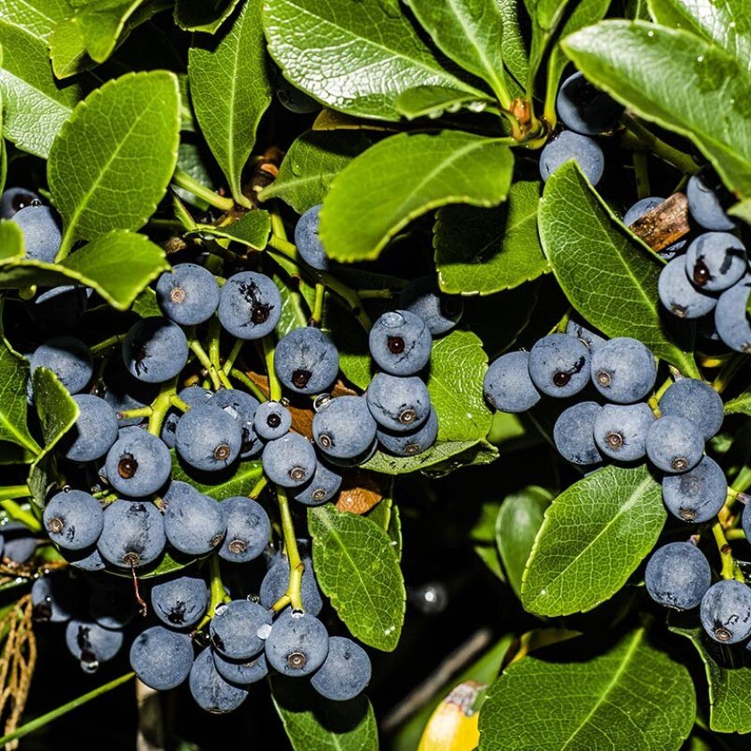 Голубика обыкновенная семена 15 шт.