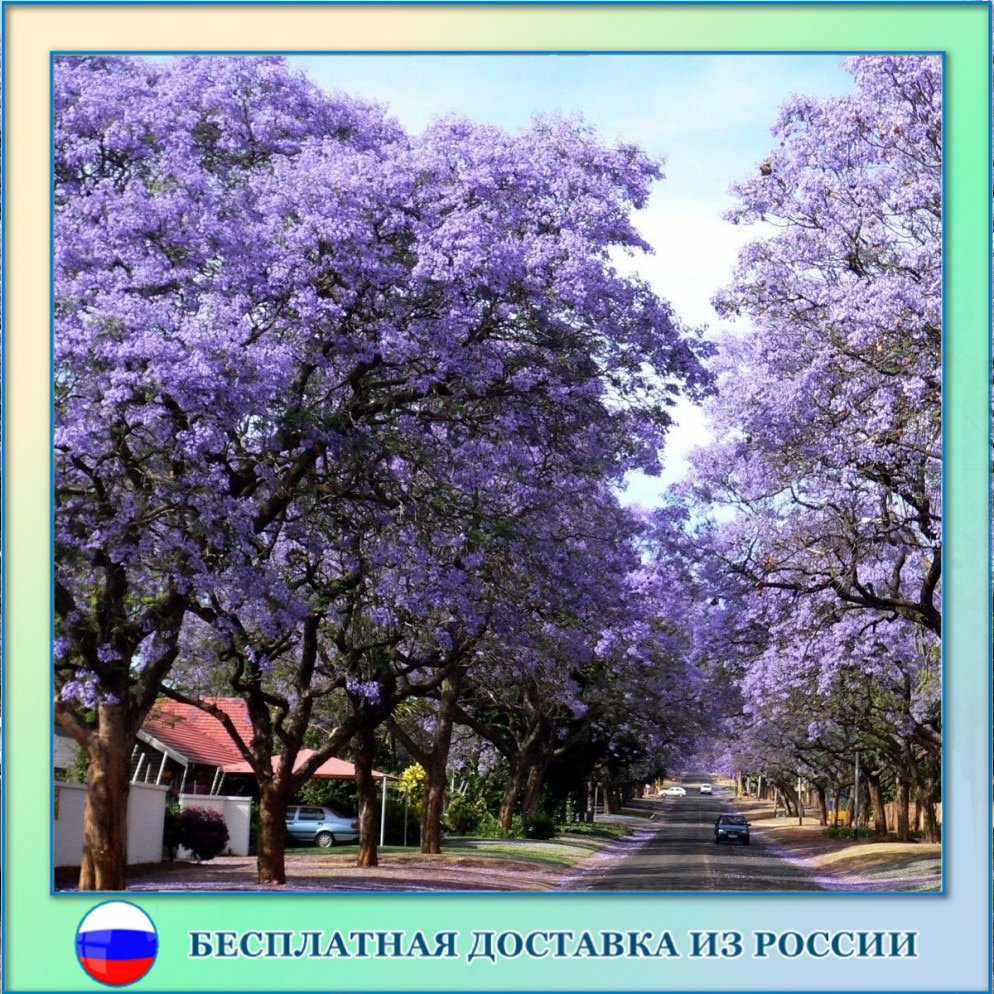 

Павловния войлочная семена 200 ШТ