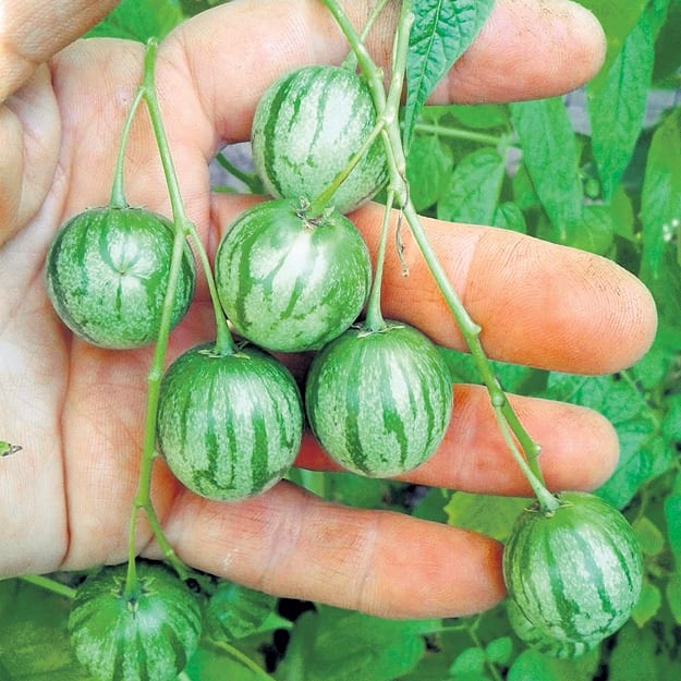 

Семена Тзимбало (Редчайшее растение) Solanum Caripense (5 семян)