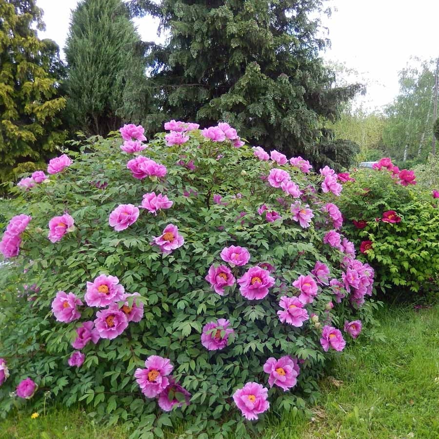 

Пион древовидный микс семена 5 шт.