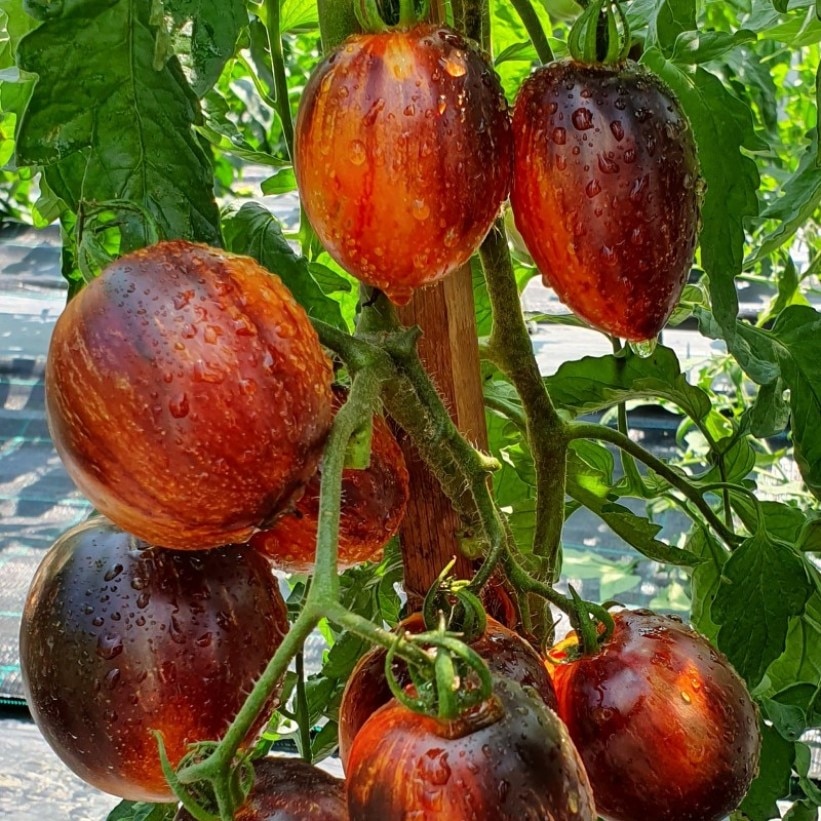 

Семена Томат Гаргамель 10 ШТ