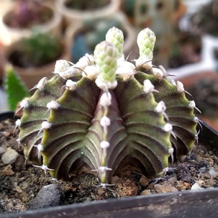 

Суккулент Кактус Gymnocalycium friedrichii LB 2178 семена 10 шт.