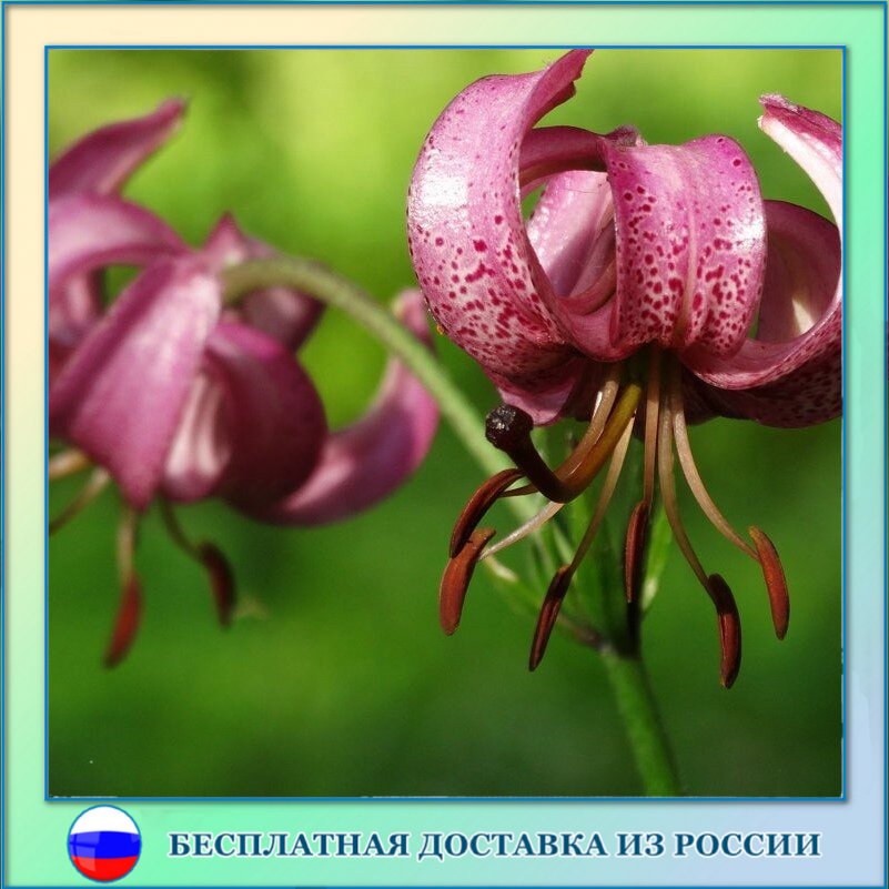 

Лилия Саранка семена 10 шт.