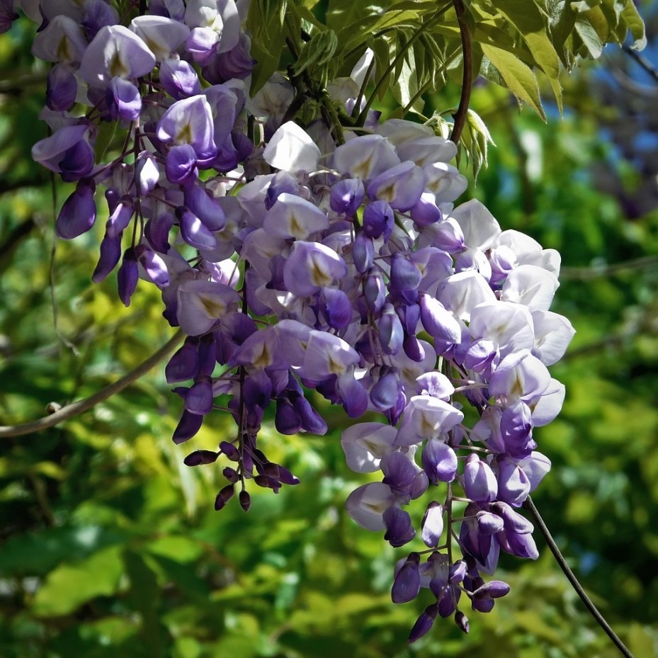 

Семена Глициния китайская 5 ШТ