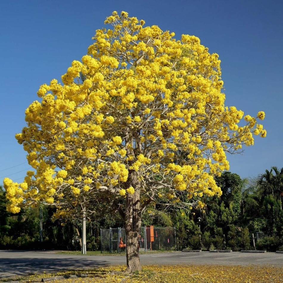 

Табебуя жёлтая семена 25 ШТ