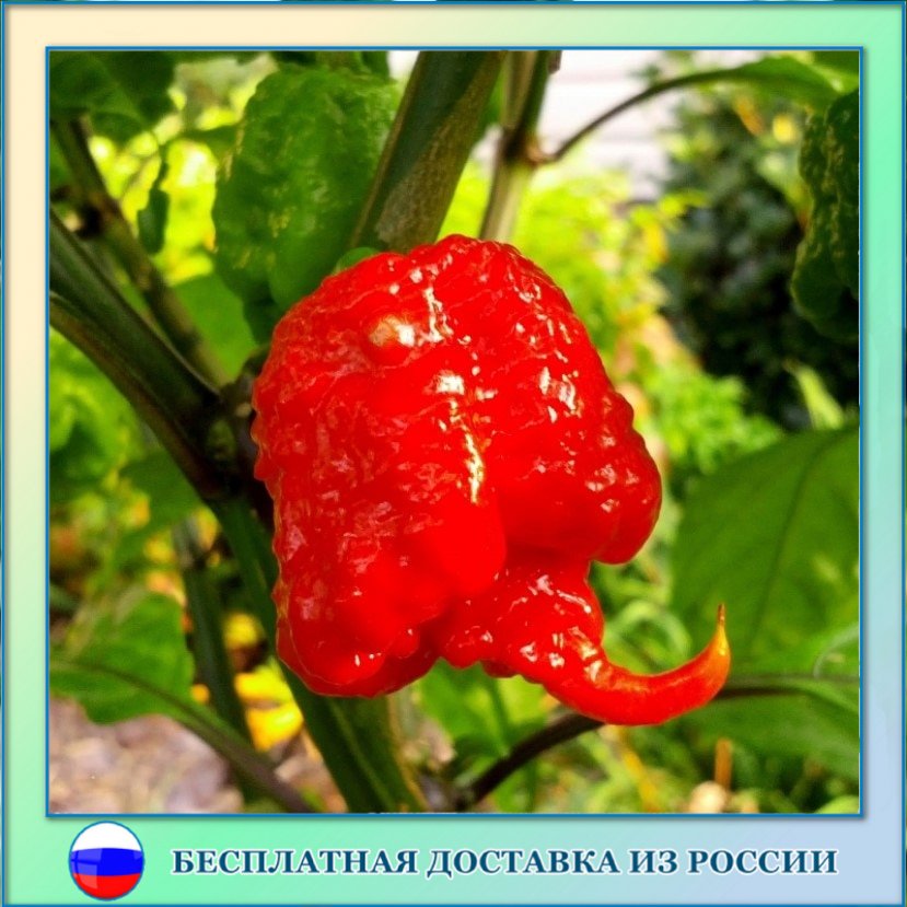 

Перец острый Carolina Reaper семена 5 ШТ