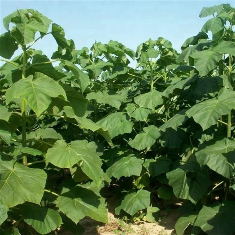 

Павловния Hybrid 9501 семена 200 шт.