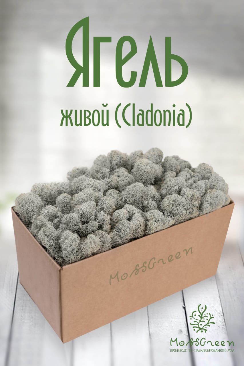 

Мох Ягель живой MossGreen