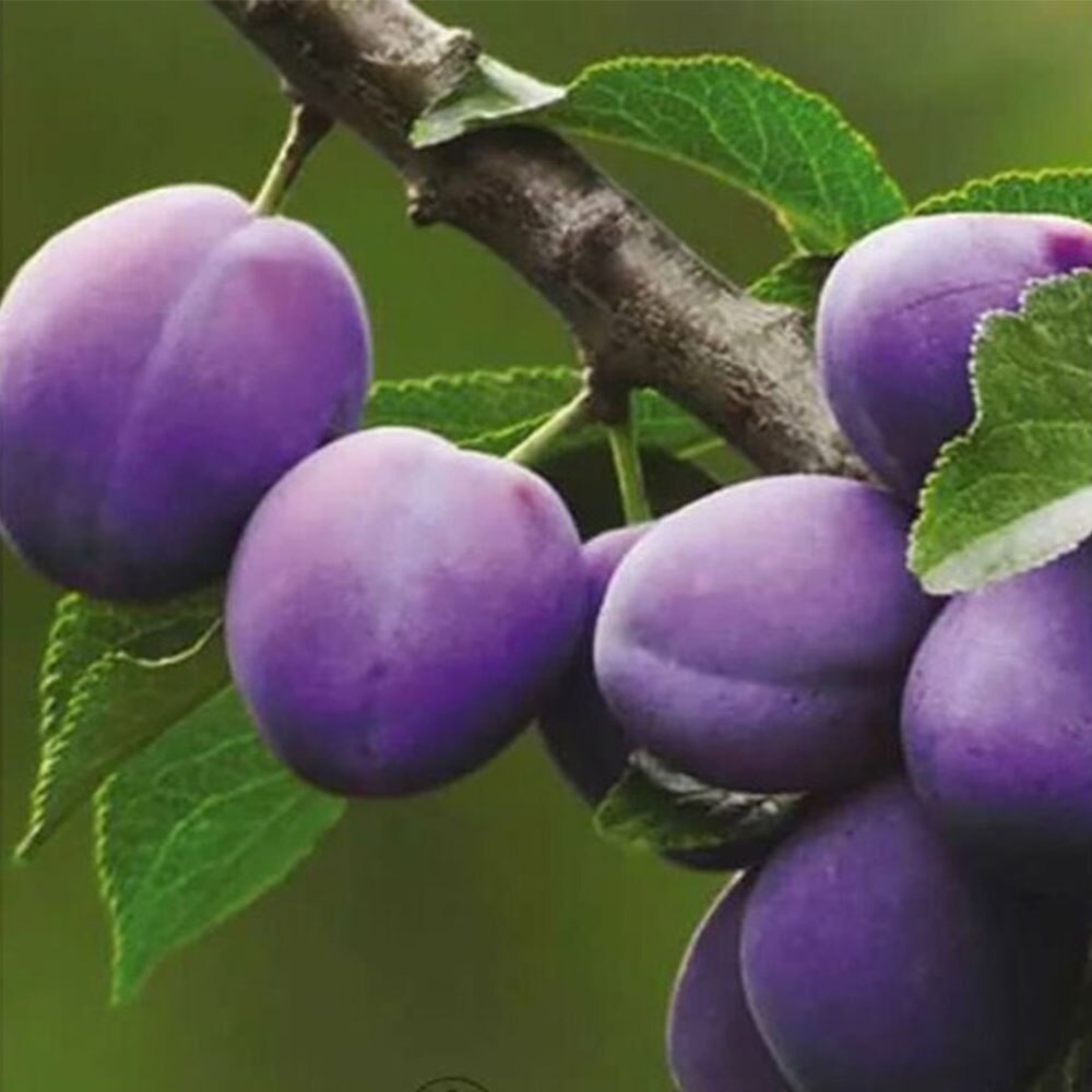 

Семена Слива синяя домашняя 5 ШТ