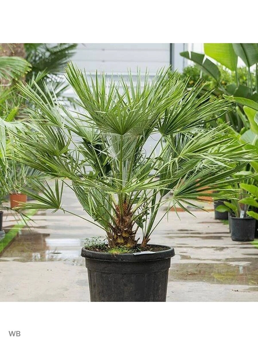 

Семена Пальма Плодовая "Хамеропс Приземистый" (1 семя)