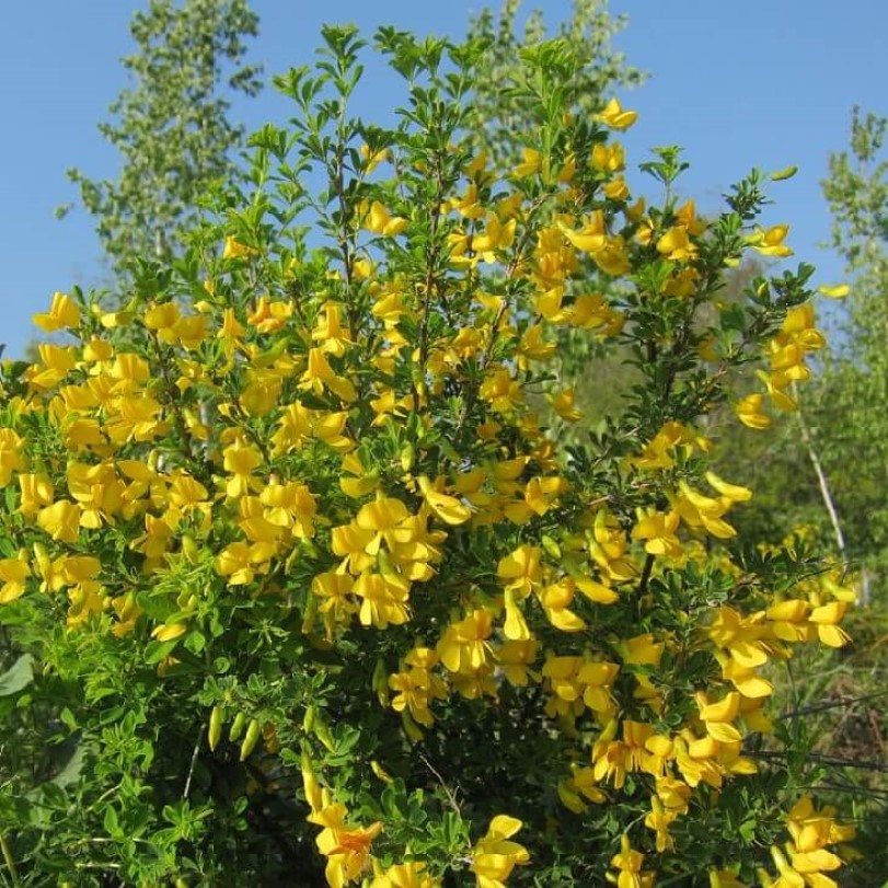 

Семена Карагана кустарниковая 20 ШТ