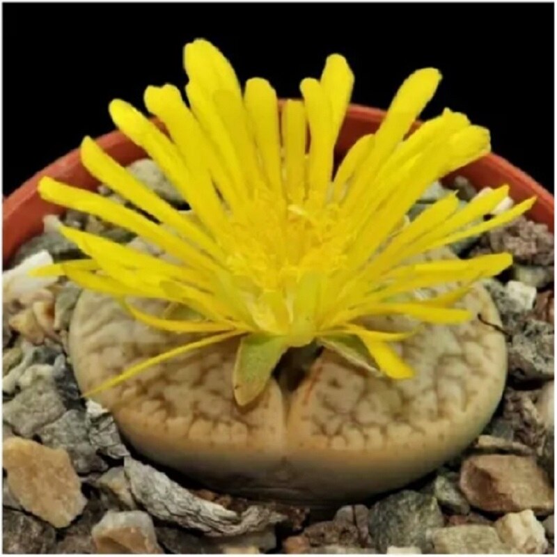 

Суккулент Lithops pseudotruncatella mix семена 10 ШТ