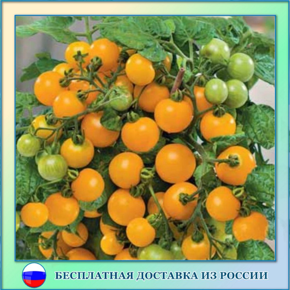 

Томат мини микро том желтый семена 10 шт.