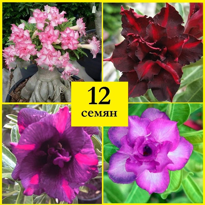 

Роза пустыни Адениум obesum Набор ФАНТАСТИЧЕСКИЙ БУКЕТ 12 шт семена адениума