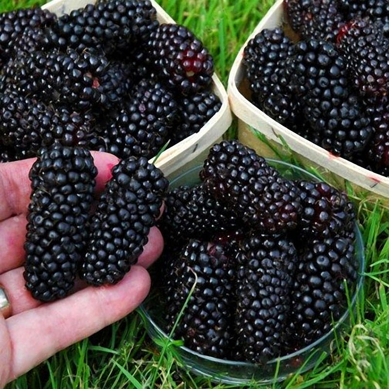 

Семена ежевики садовой 7 шт