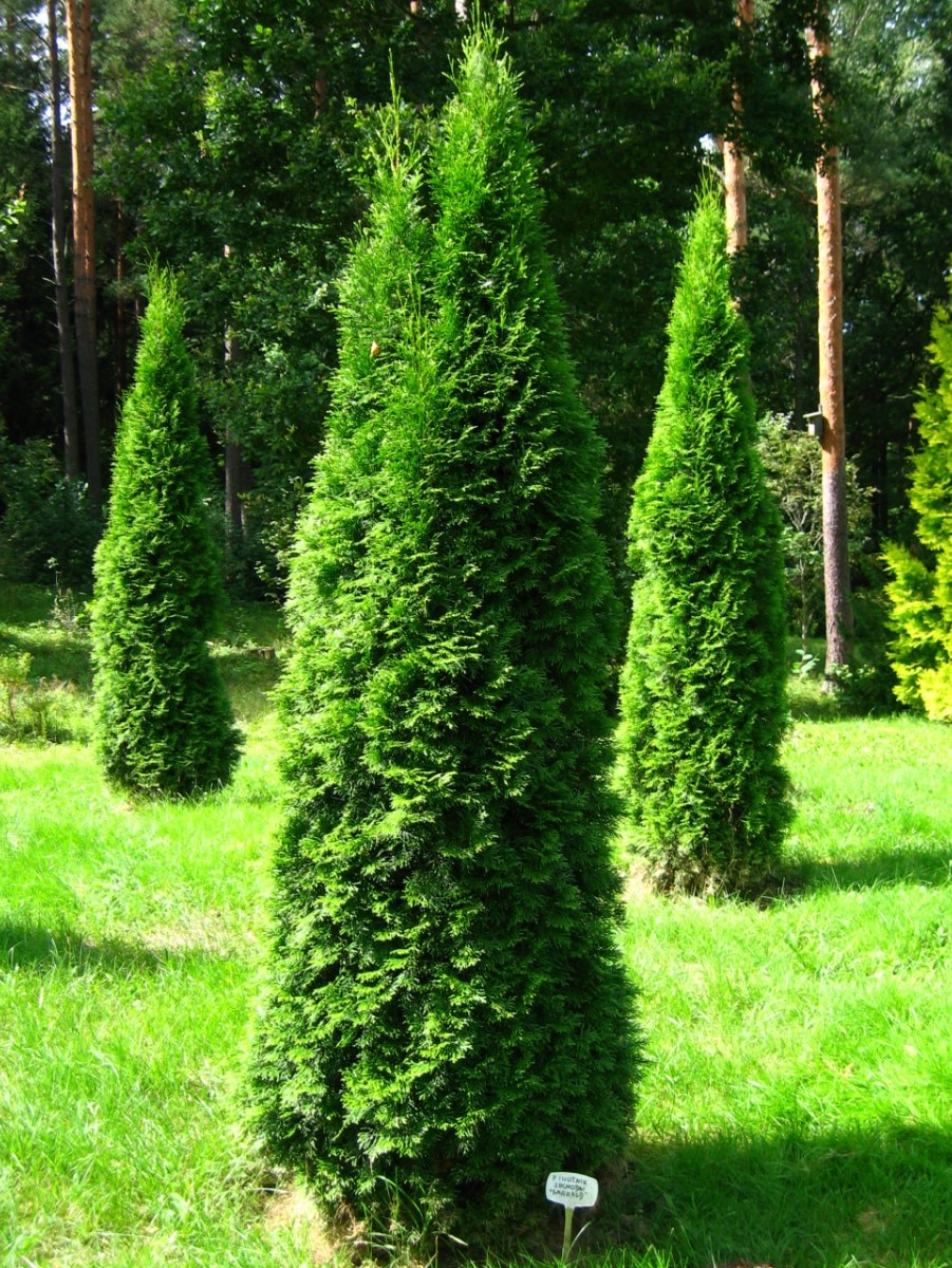 

Семена Туя западная Смарагд (Thuja occidentalis Smaragd), 30 штук