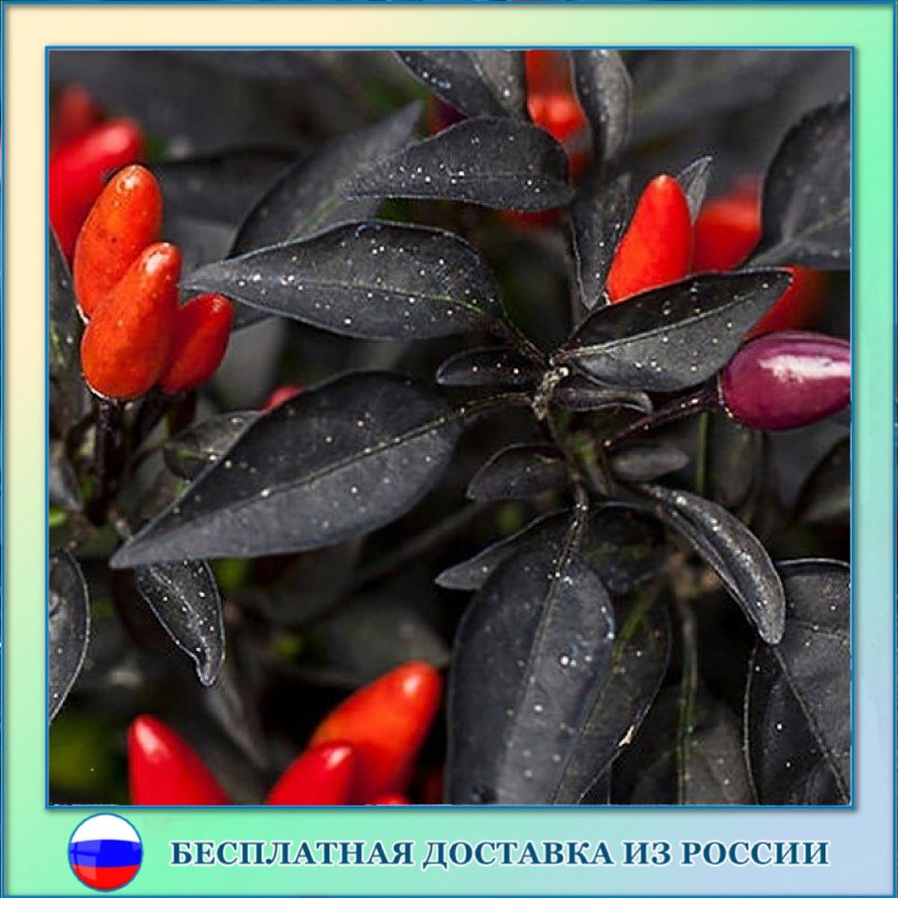 

Семена перца Explosive ember Орешка 5 шт.