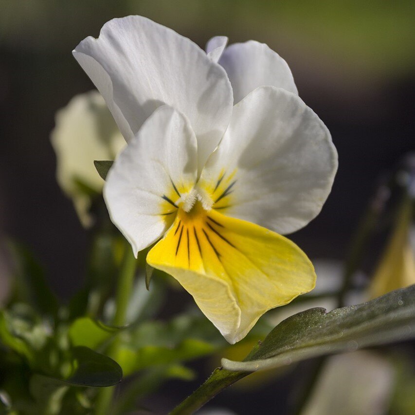 

Семена Фиалка трехцветная 100 ШТ