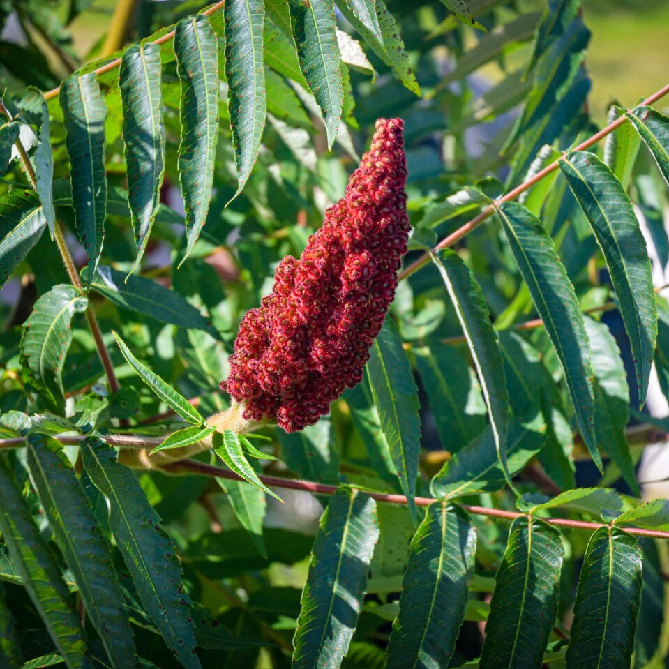 

Сумах Оленерогий семена 35 шт.