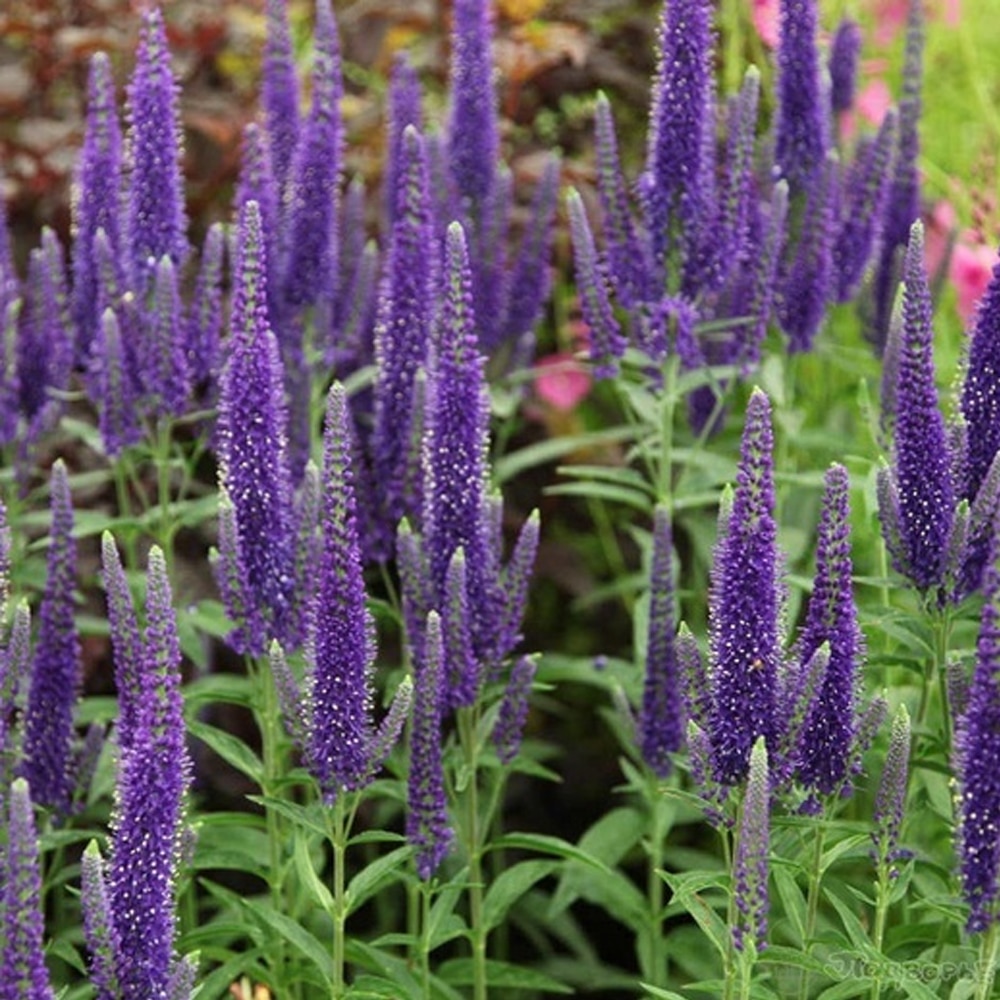 

Семена Вероника длиннолистная 50 ШТ