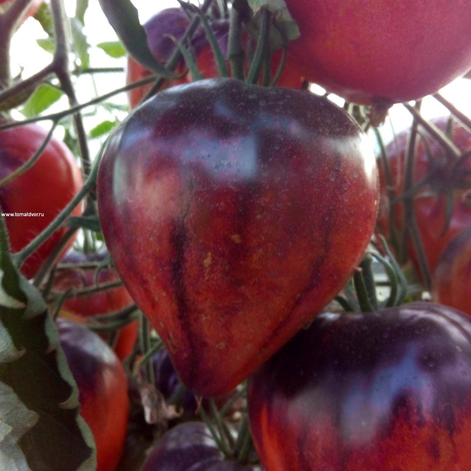 

Семена Томат Сержант Пеппер 10 ШТ