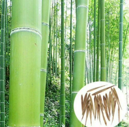 

СЕМЕНА БАМБУКА MOSO (PHYLLOSTACHYS EDULIS) 20 шт