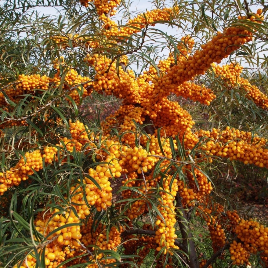 

Семена Облепиха крушиновидная 50 ШТ