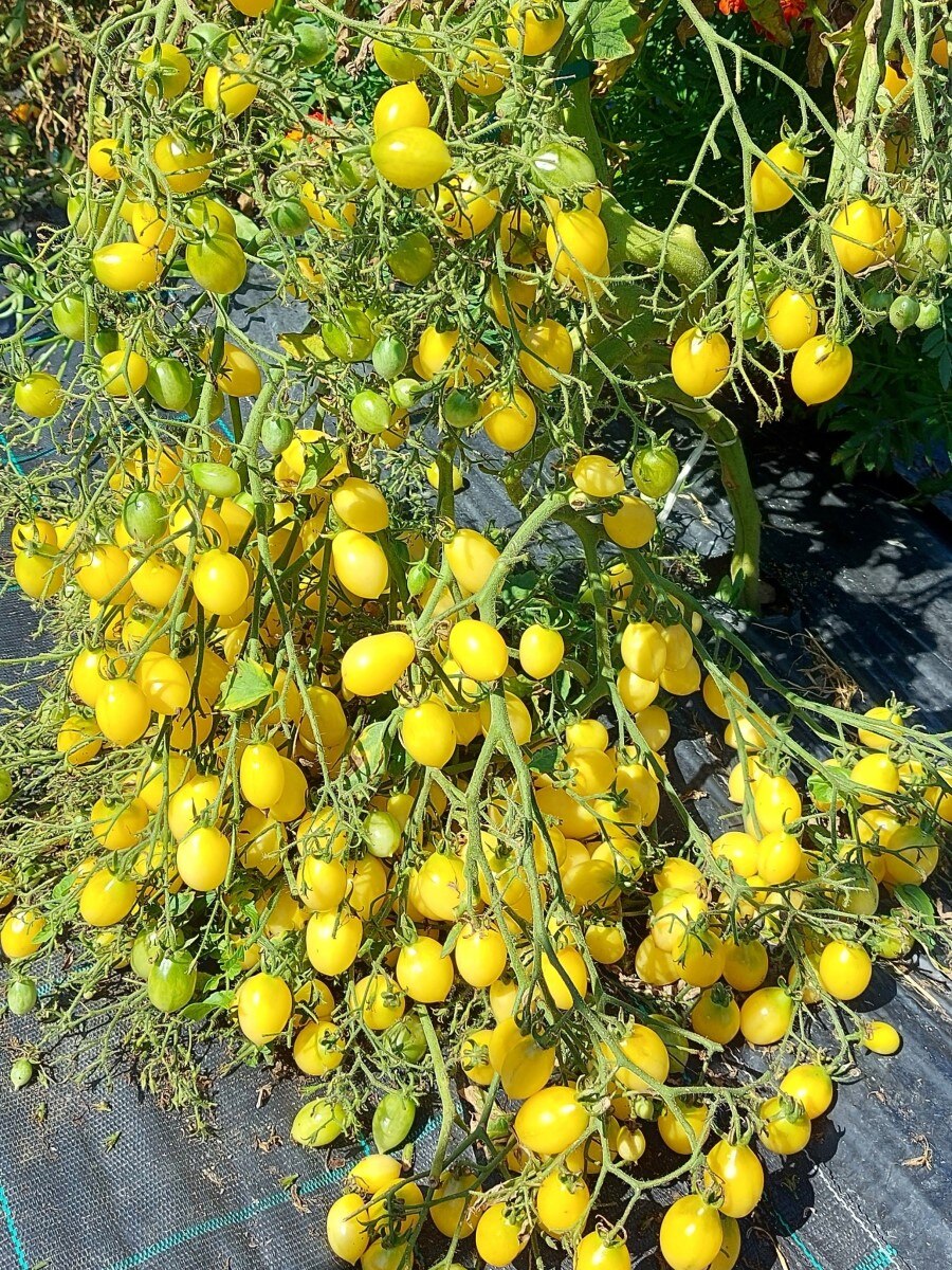 

Семена Томат черри Сумасшедшие вишни Барри (Barrys crazy cherry), 10 штук