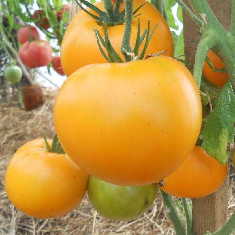 

Семена томата Хурма Орешка 10 шт