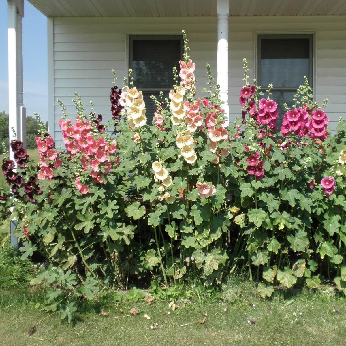 

Семена Мальва (шток роза) микс цветов Орешка 30 шт