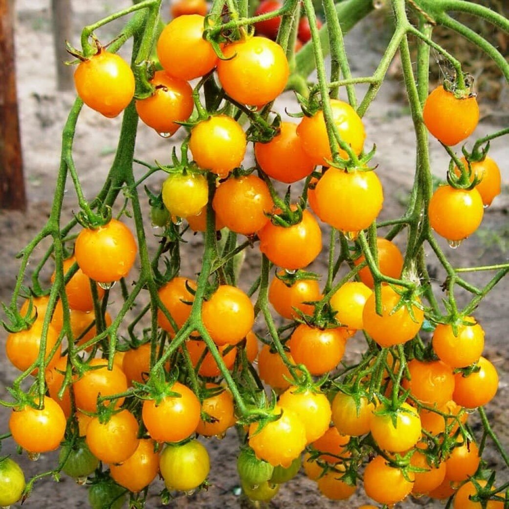 

Семена Томат желтый черри SV 10 ШТ