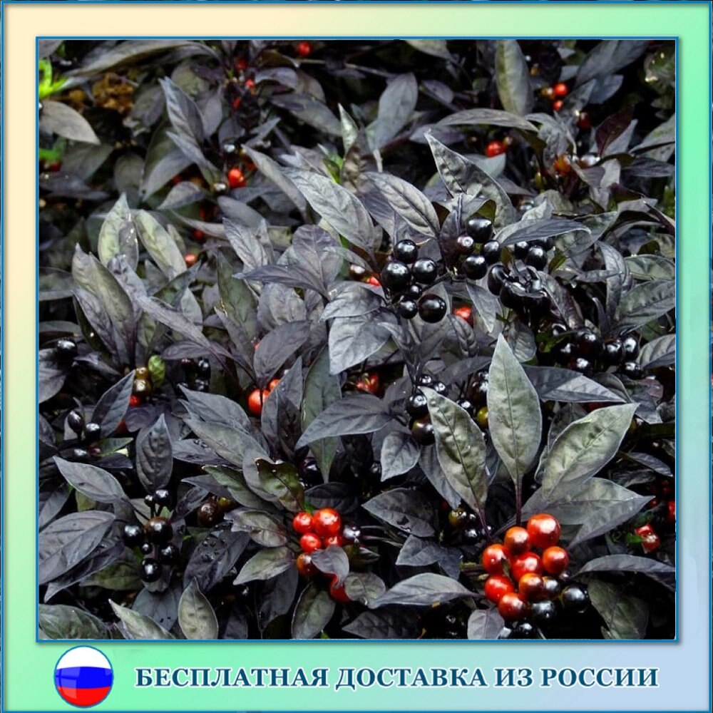 

Перец острый Черная жемчужина семена 5 шт.