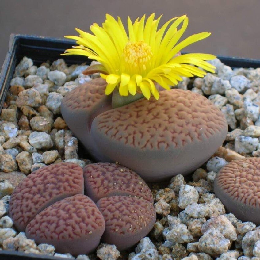 

Семена Суккулент Lithops hookeri v. marginata C 154 коричневый 10 ШТ