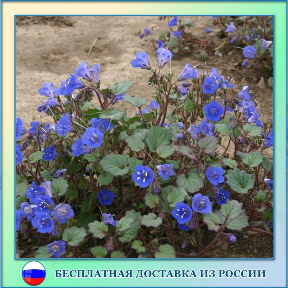 

Фацелия Сапфир семена 80 шт.