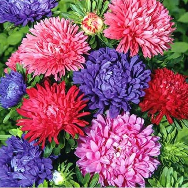 

Астра американская кустовая семена 30 шт.