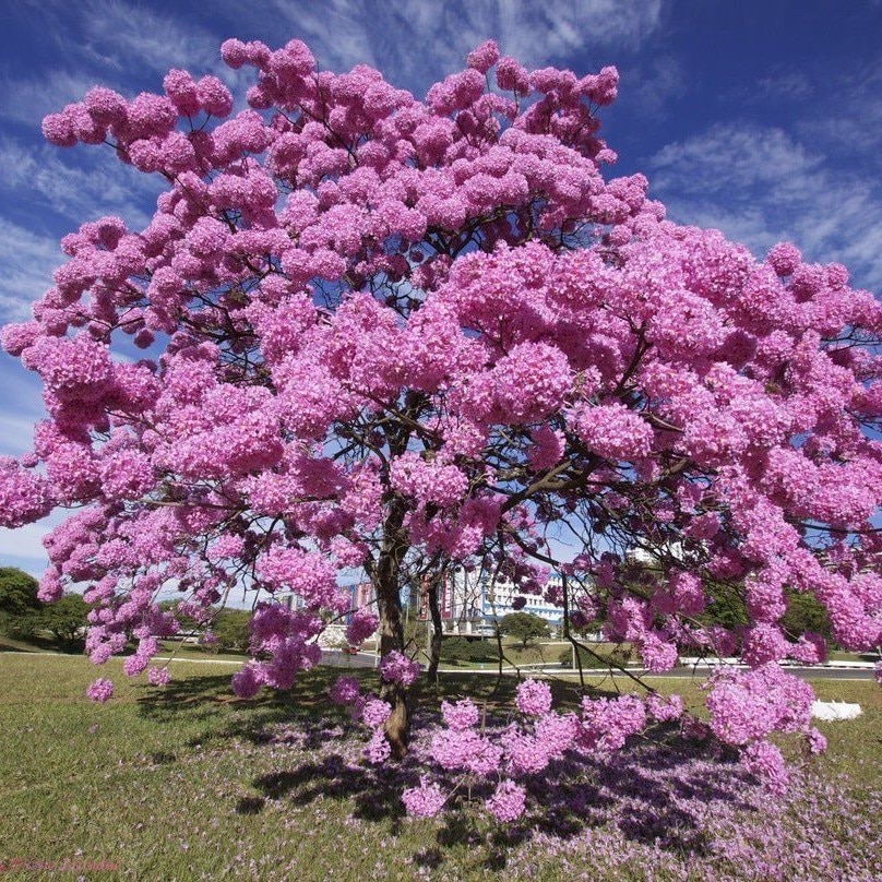 

Табебуя розовая семена 25 шт.