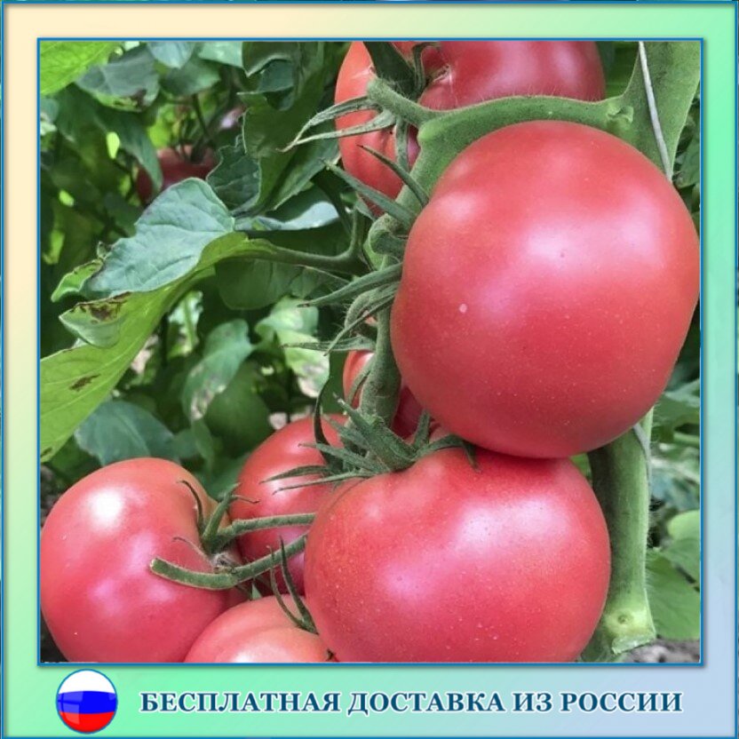 

Томат Волгоградский розовый семена 10 ШТ